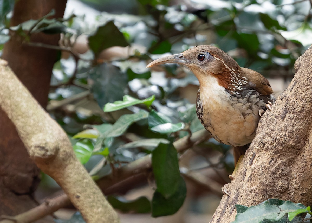 Large Scimitar-Babbler - ML640401202