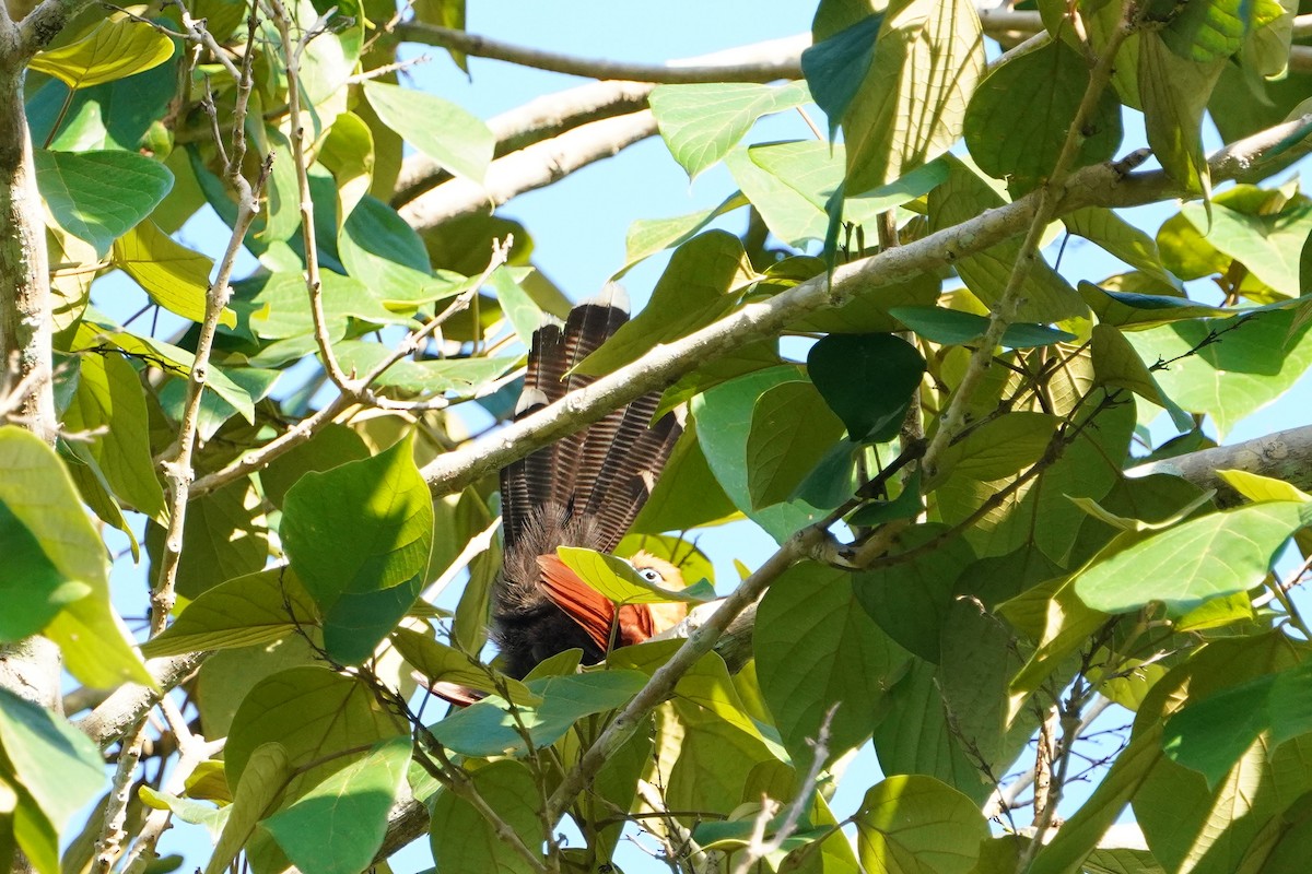 Raffles's Malkoha - ML640401204