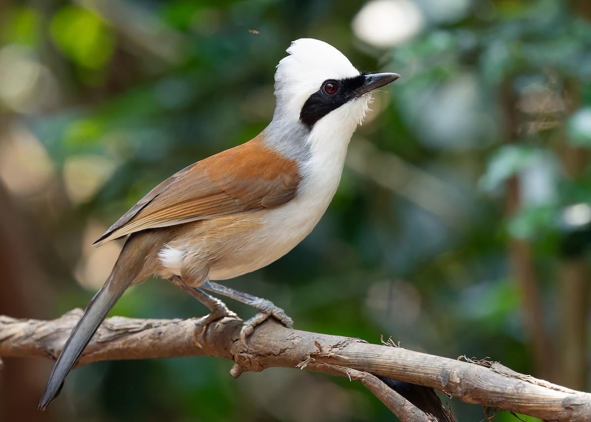 White-crested Laughingthrush - ML640401205