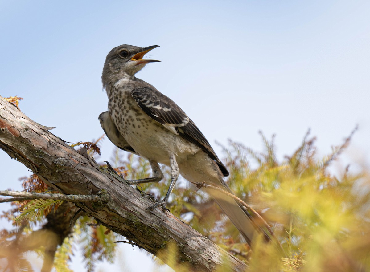 Northern Mockingbird - ML640401223