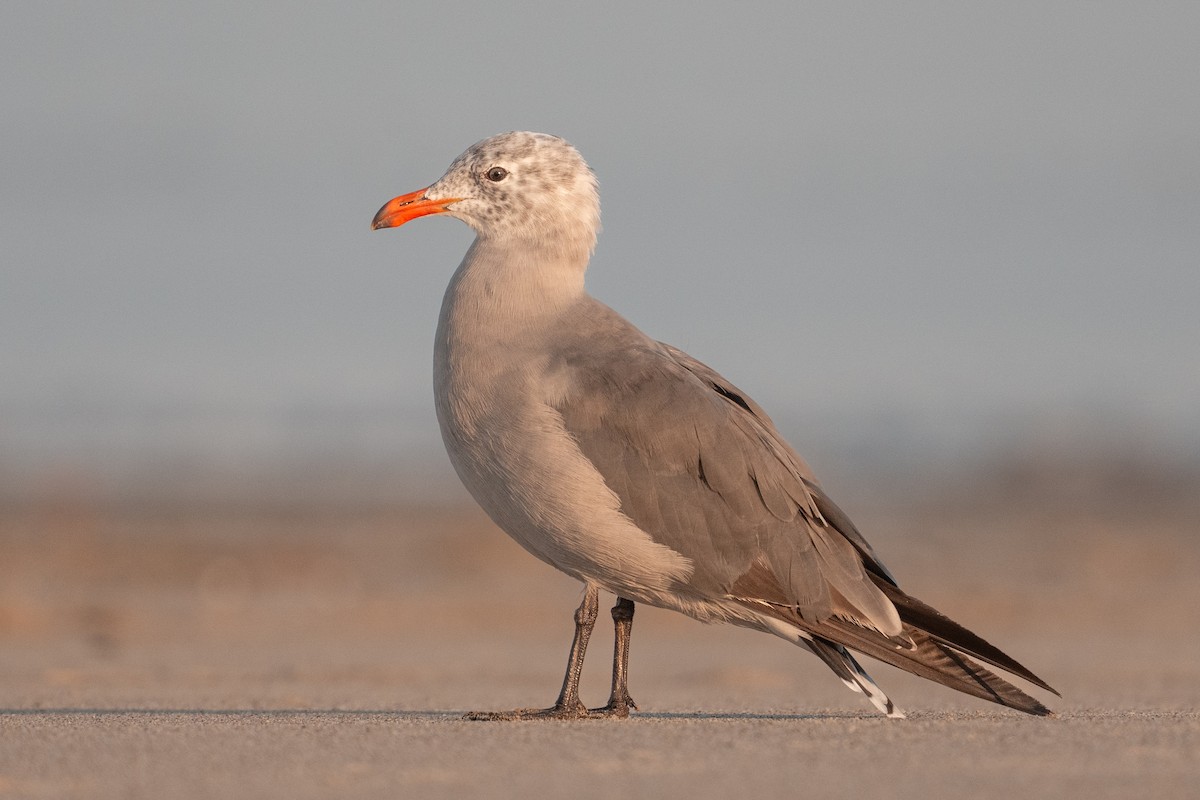 Heermann's Gull - ML640401228