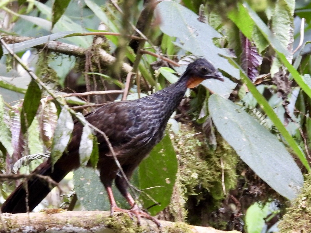 Cauca Guan - ML640401247