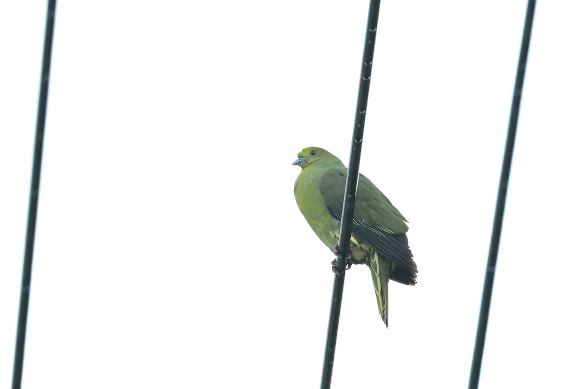 Whistling Green-Pigeon - ML640401261