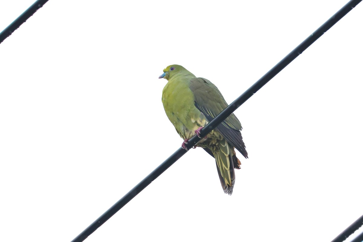 Whistling Green-Pigeon - ML640401262