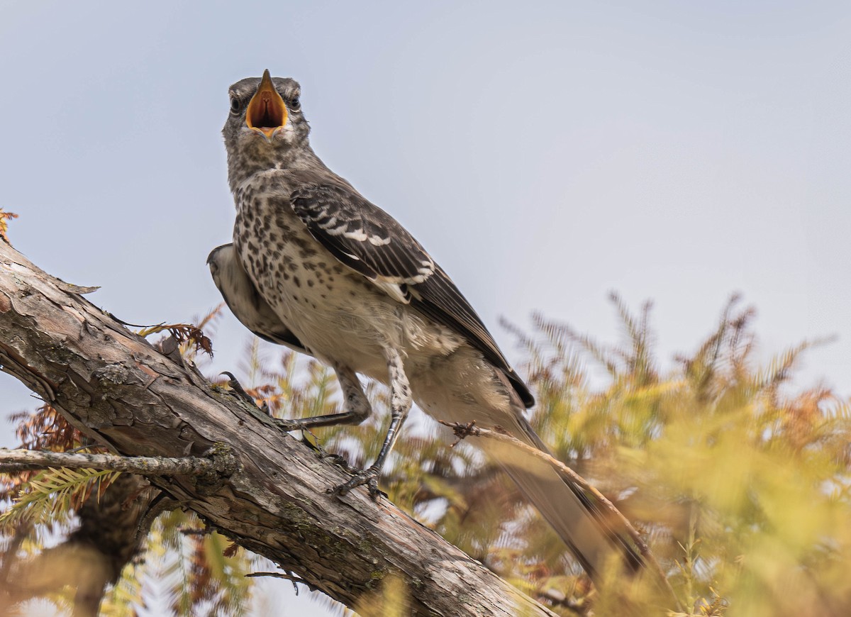 Northern Mockingbird - ML640401268