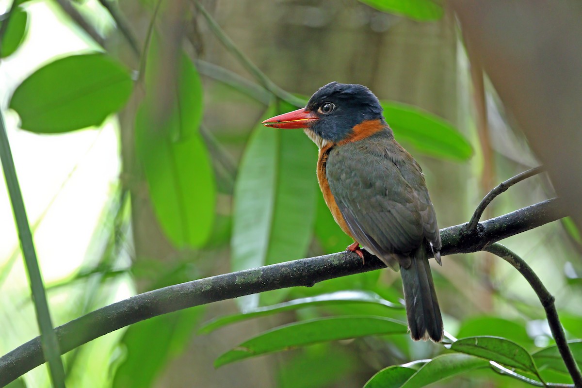 Green-backed Kingfisher (Black-headed) - ML640401297