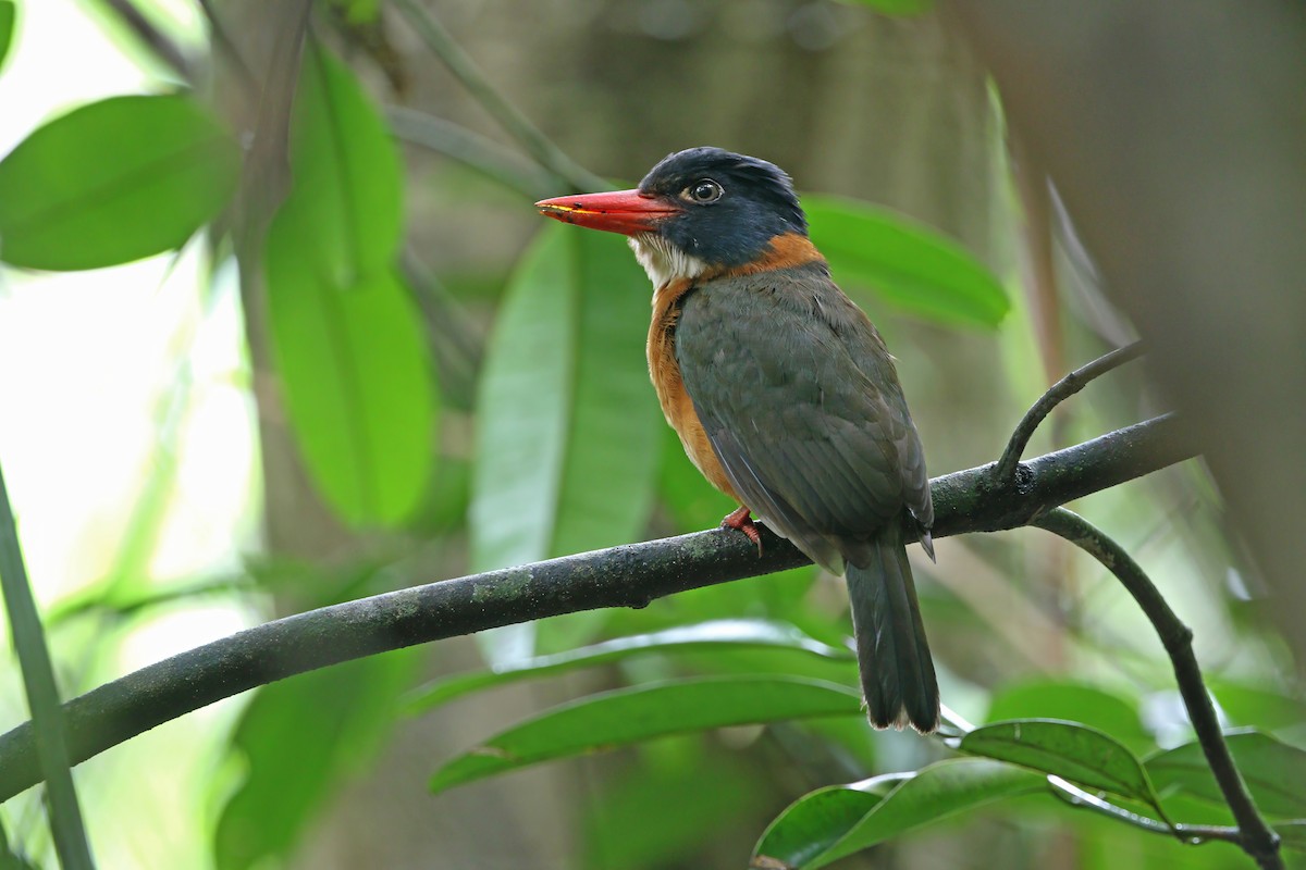 Green-backed Kingfisher (Black-headed) - ML640401298