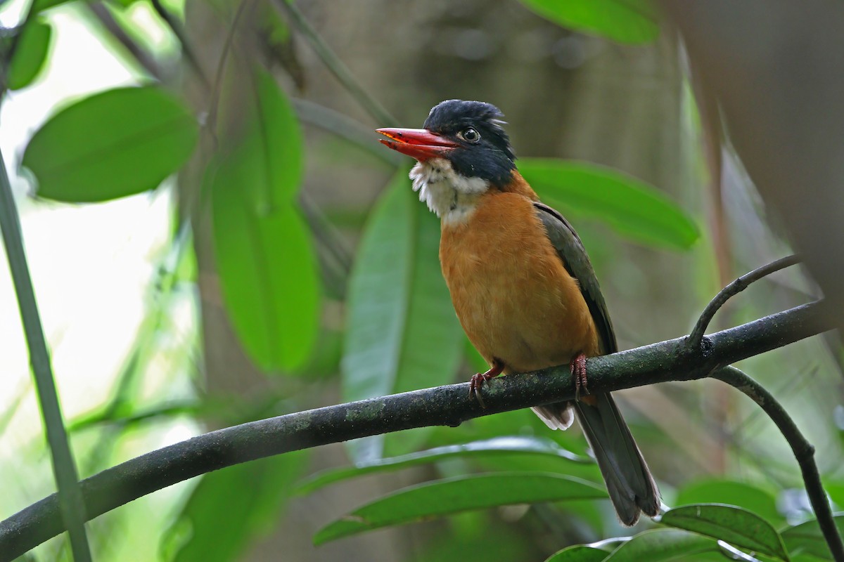 Green-backed Kingfisher (Black-headed) - ML640401299