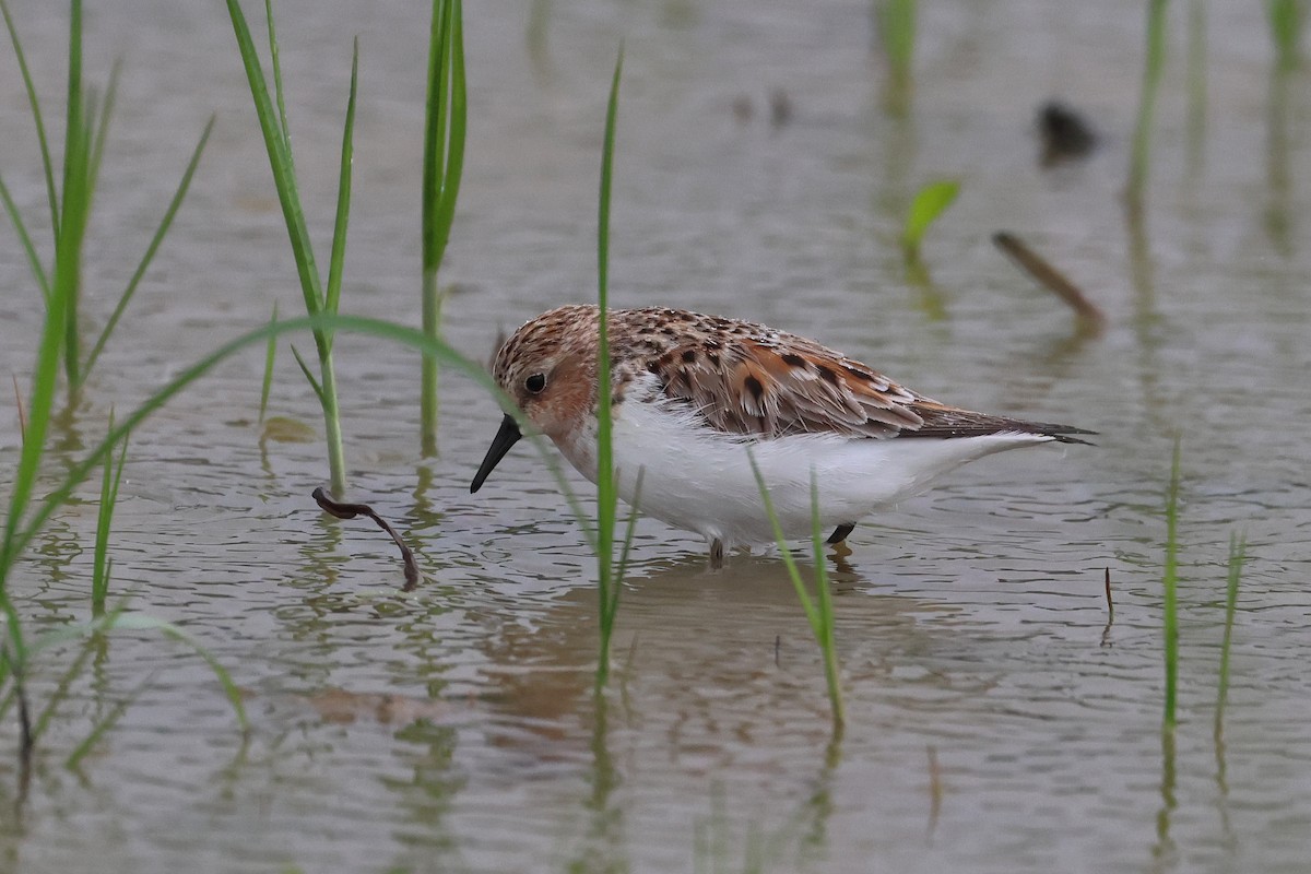Red-necked Stint - ML640401324