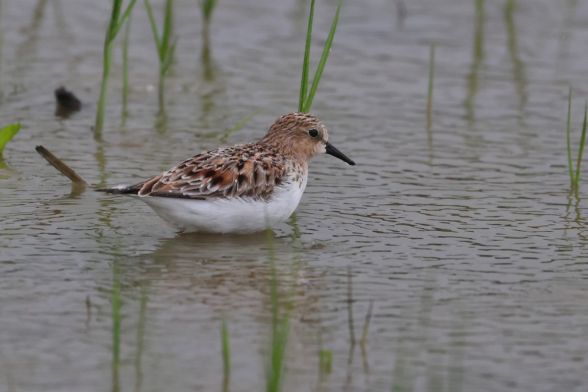 Red-necked Stint - ML640401325