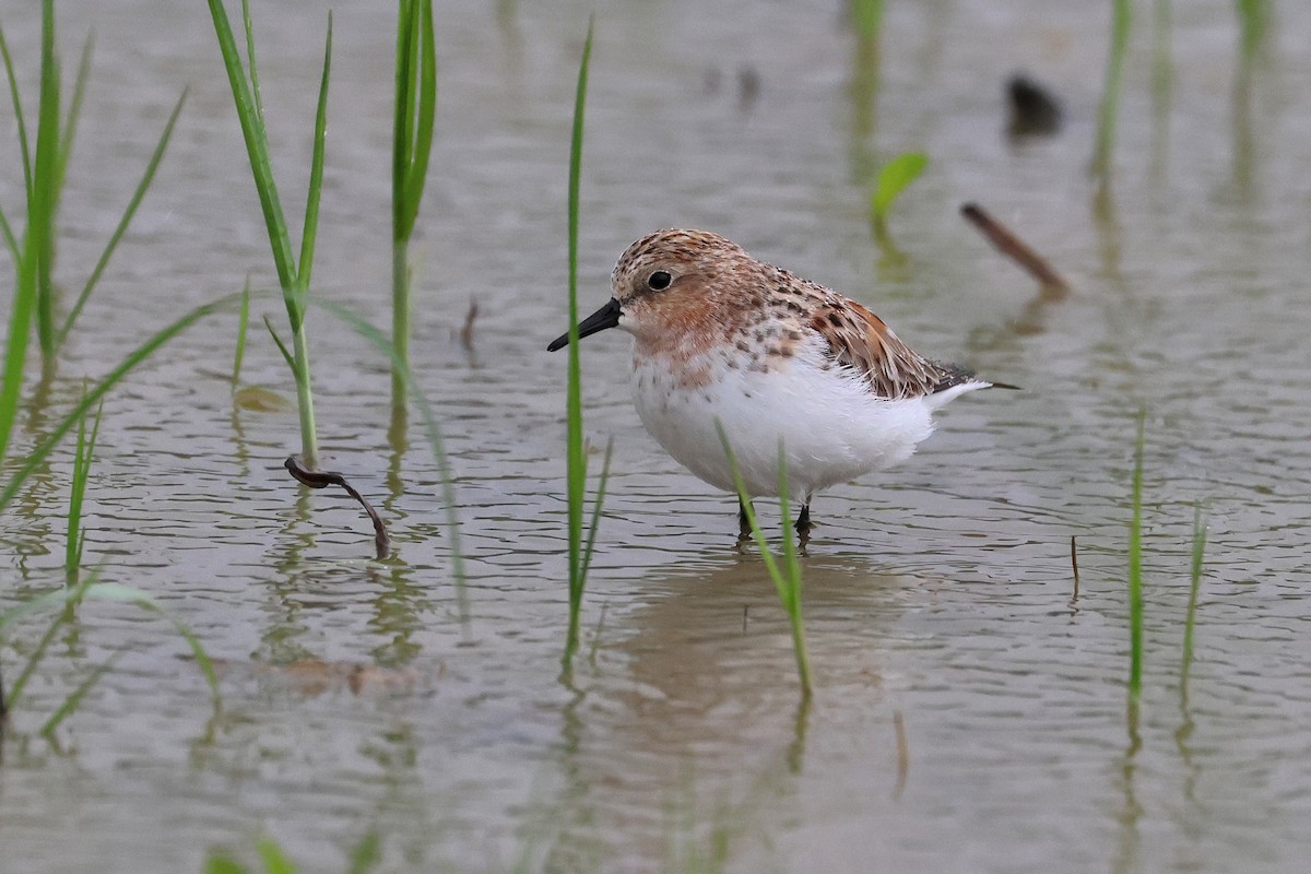 Red-necked Stint - ML640401326
