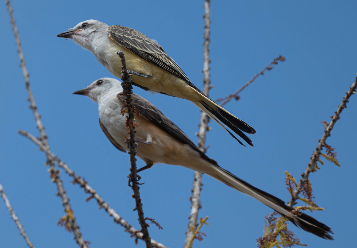 Scissor-tailed Flycatcher - ML640401327