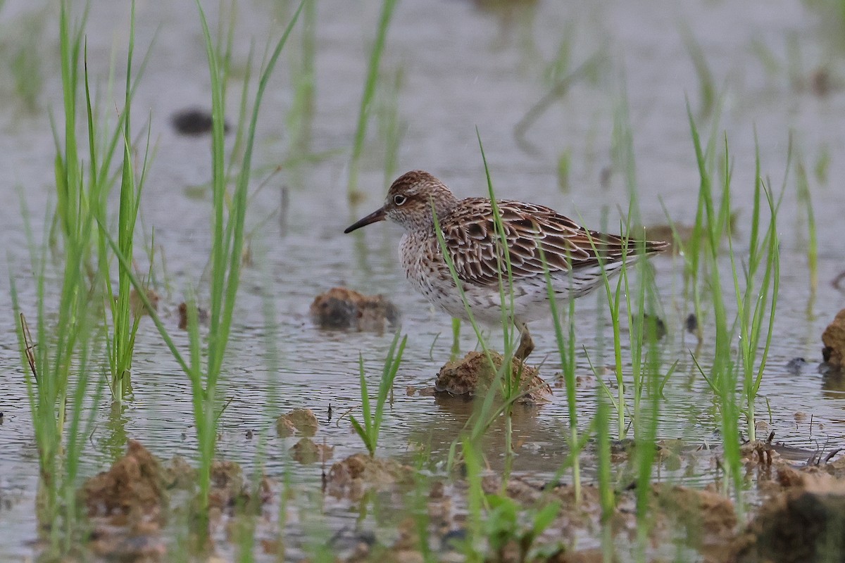 Sharp-tailed Sandpiper - ML640401340