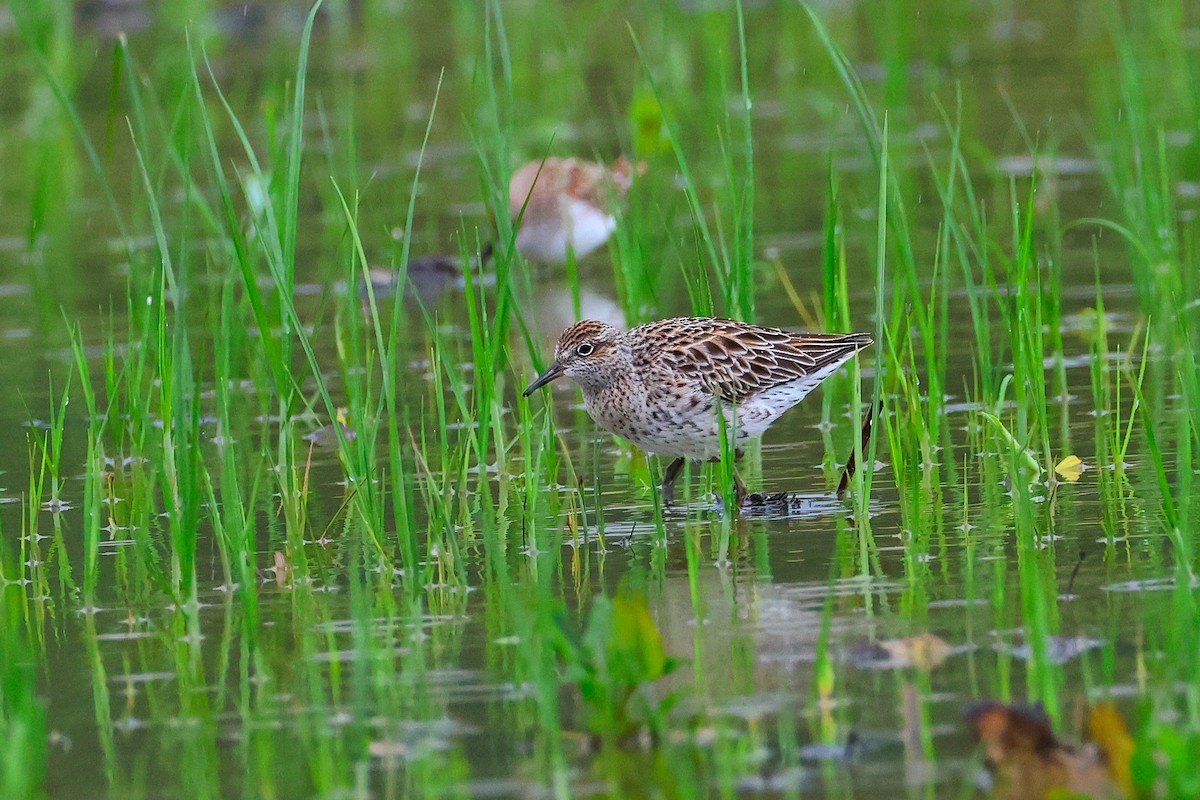 Sharp-tailed Sandpiper - ML640401341