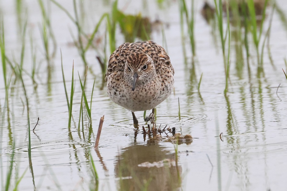 Sharp-tailed Sandpiper - ML640401385