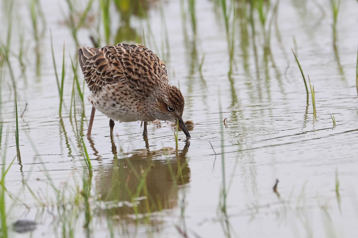 Sharp-tailed Sandpiper - ML640401386