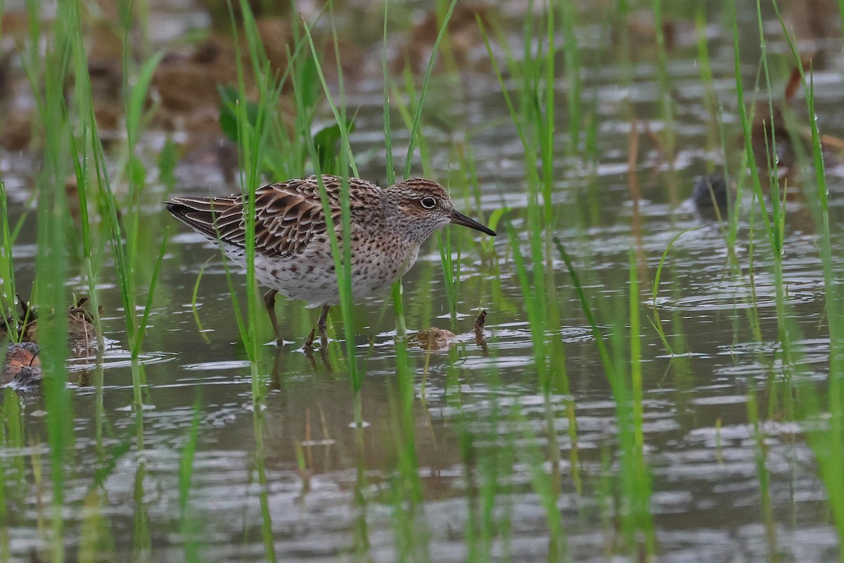 Sharp-tailed Sandpiper - ML640401387