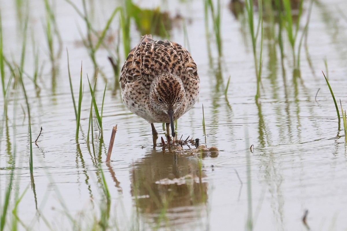 Sharp-tailed Sandpiper - ML640401388