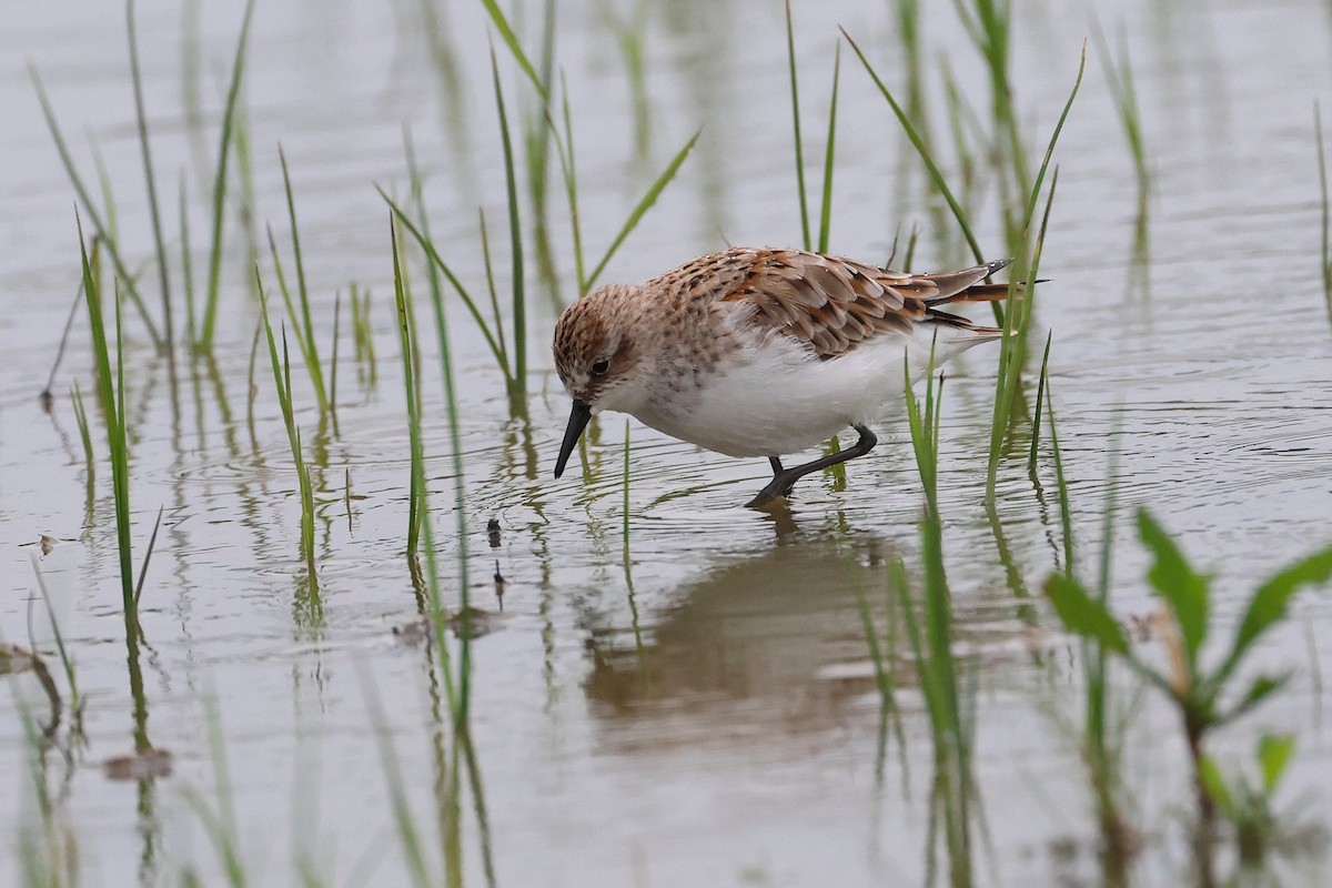 Red-necked Stint - ML640401391