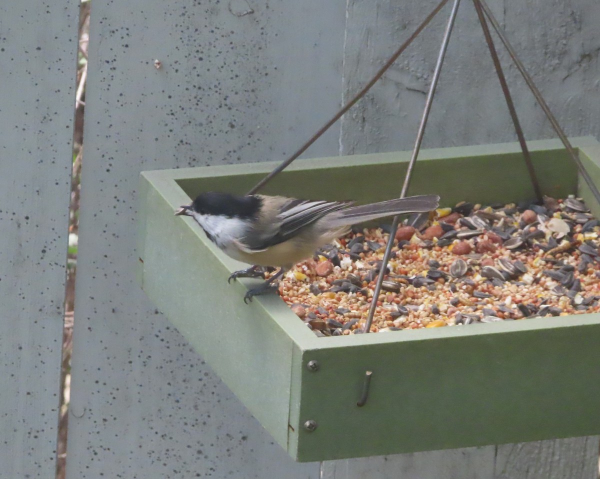 Black-capped Chickadee - ML640401397