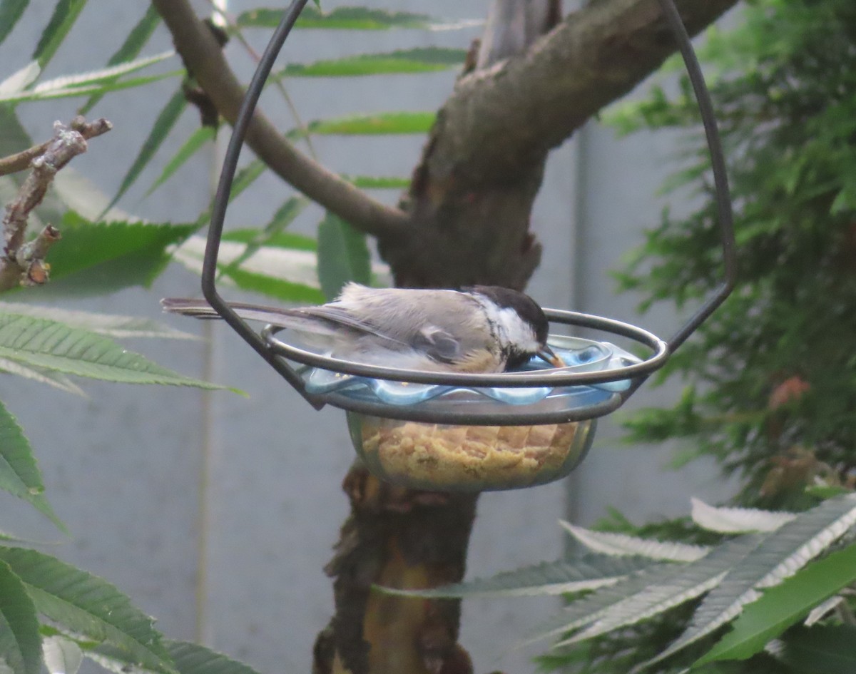 Black-capped Chickadee - ML640401398