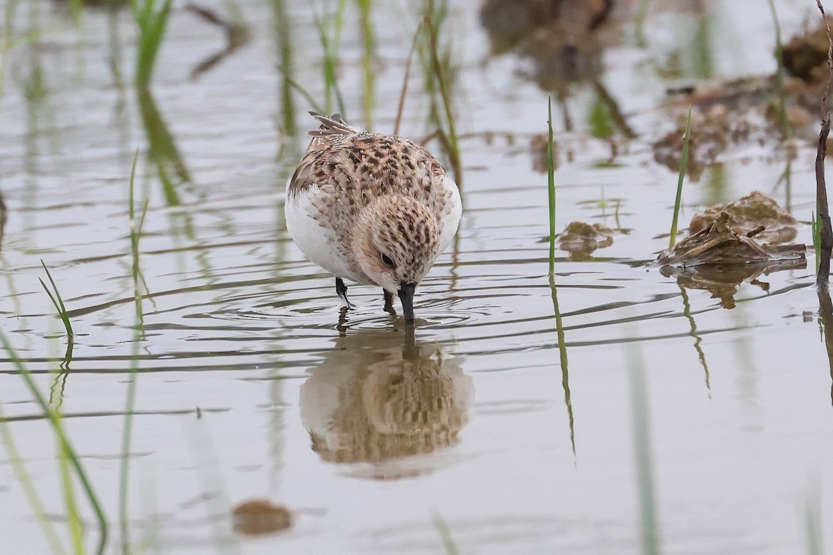 Red-necked Stint - ML640401399