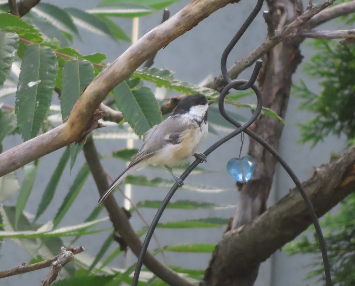 Black-capped Chickadee - ML640401401