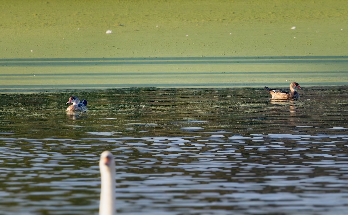 Wood Duck - ML640401475