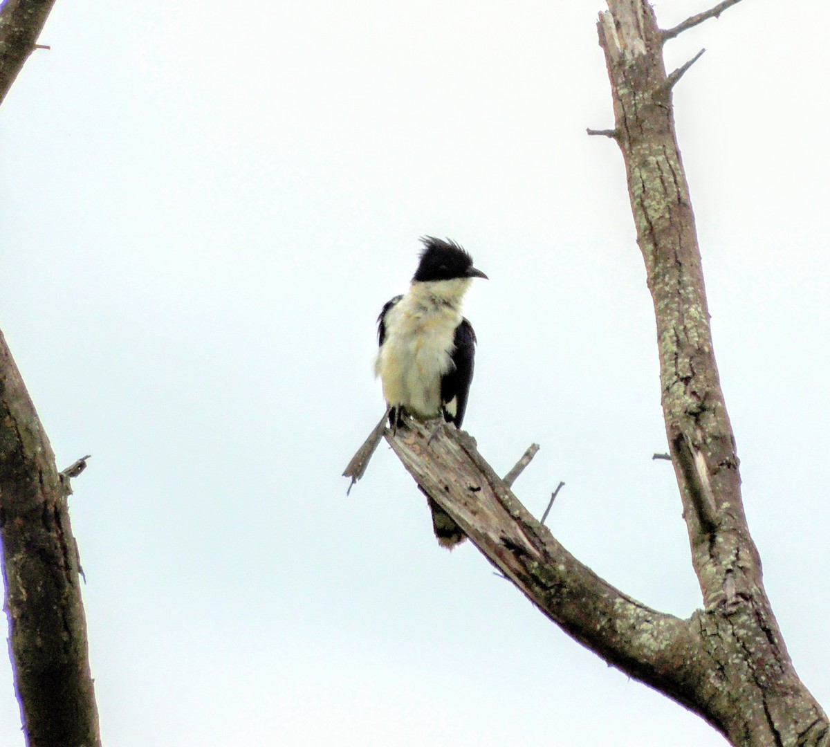 Pied Cuckoo - ML640401476