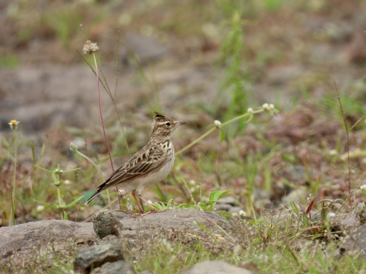 Malabar Lark - ML640401547