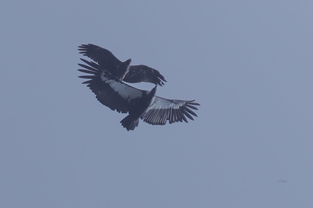 White-rumped Vulture - ML640401596