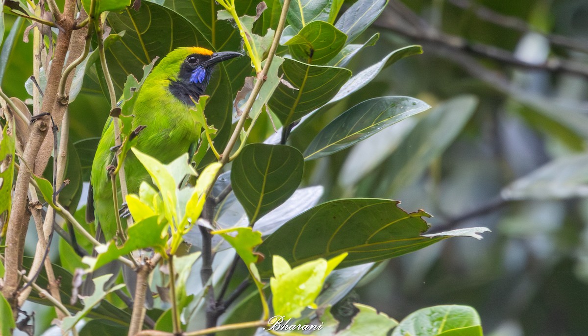 Golden-fronted Leafbird - ML640401610