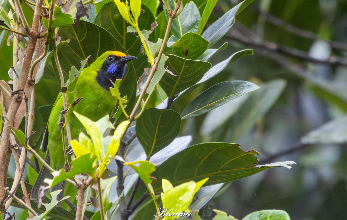 Golden-fronted Leafbird - ML640401611