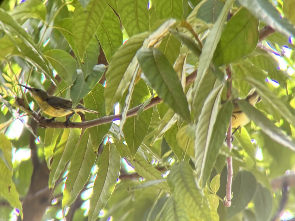Garden Sunbird - ML640401623