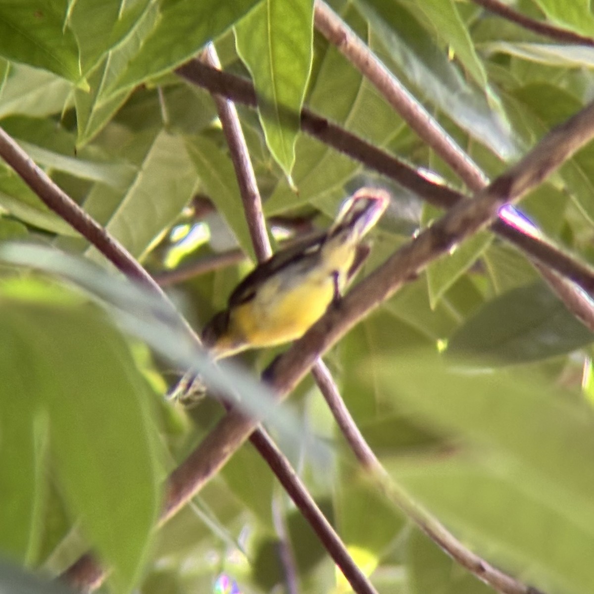 Garden Sunbird - ML640401626