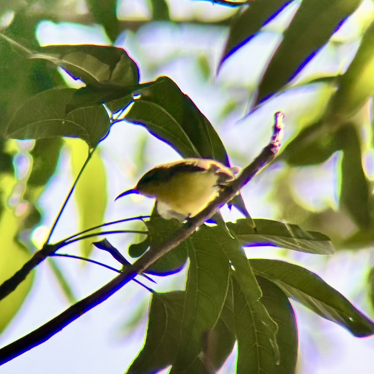 Garden Sunbird - ML640401627