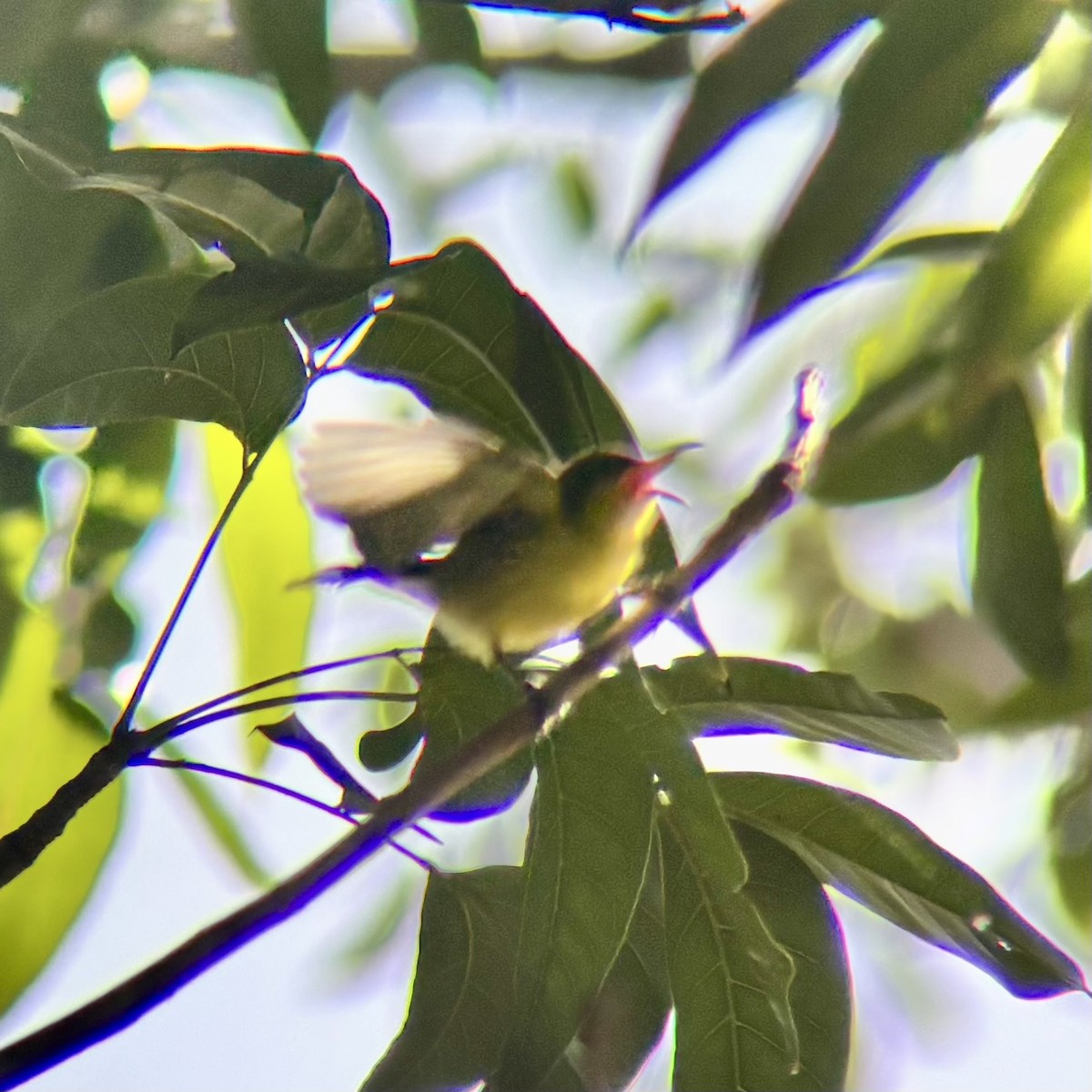 Garden Sunbird - ML640401628