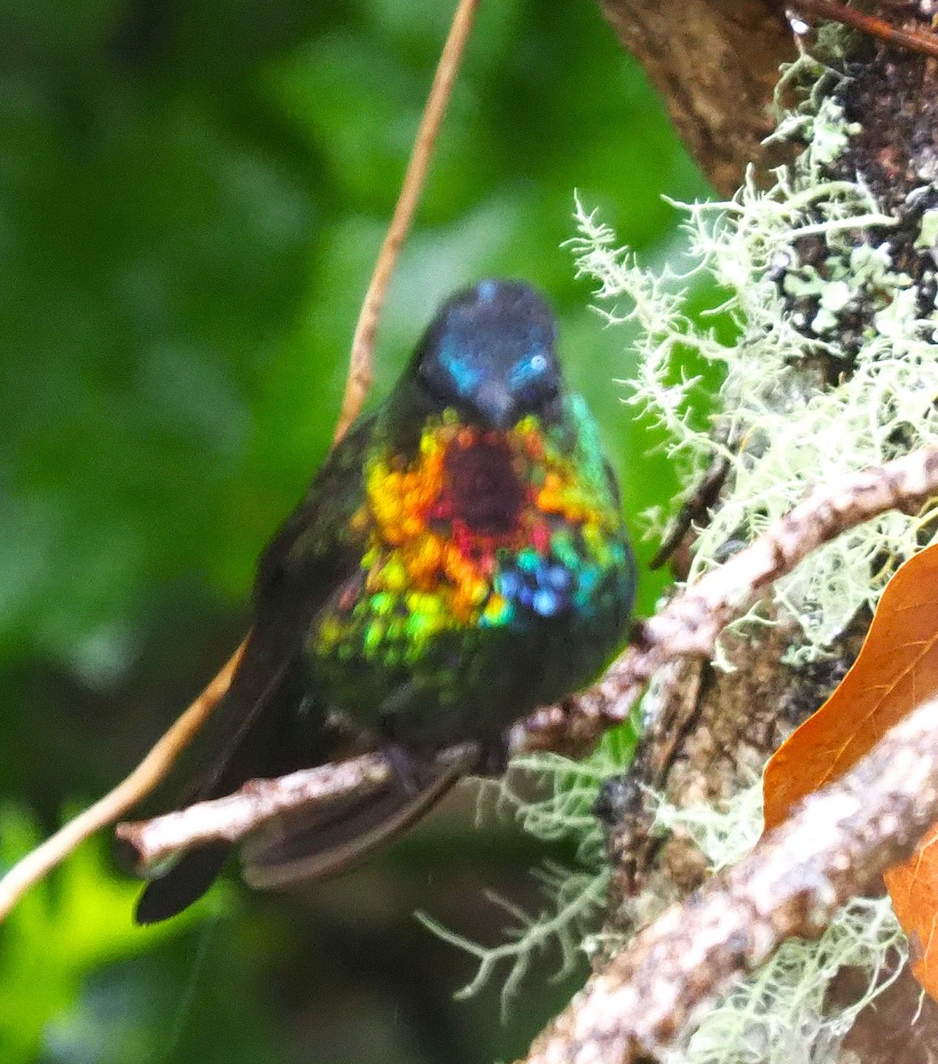 Fiery-throated Hummingbird - ML640401733