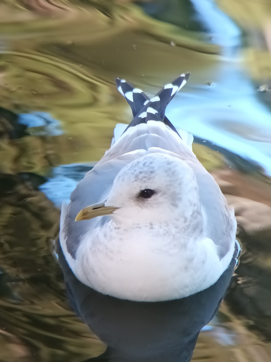 Short-billed Gull - ML640401735