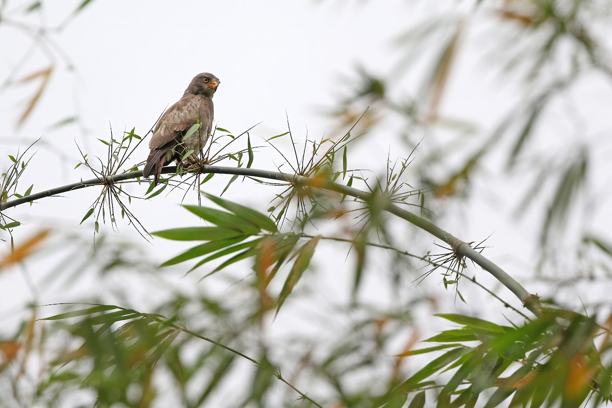 Rufous-winged Buzzard - ML640401748