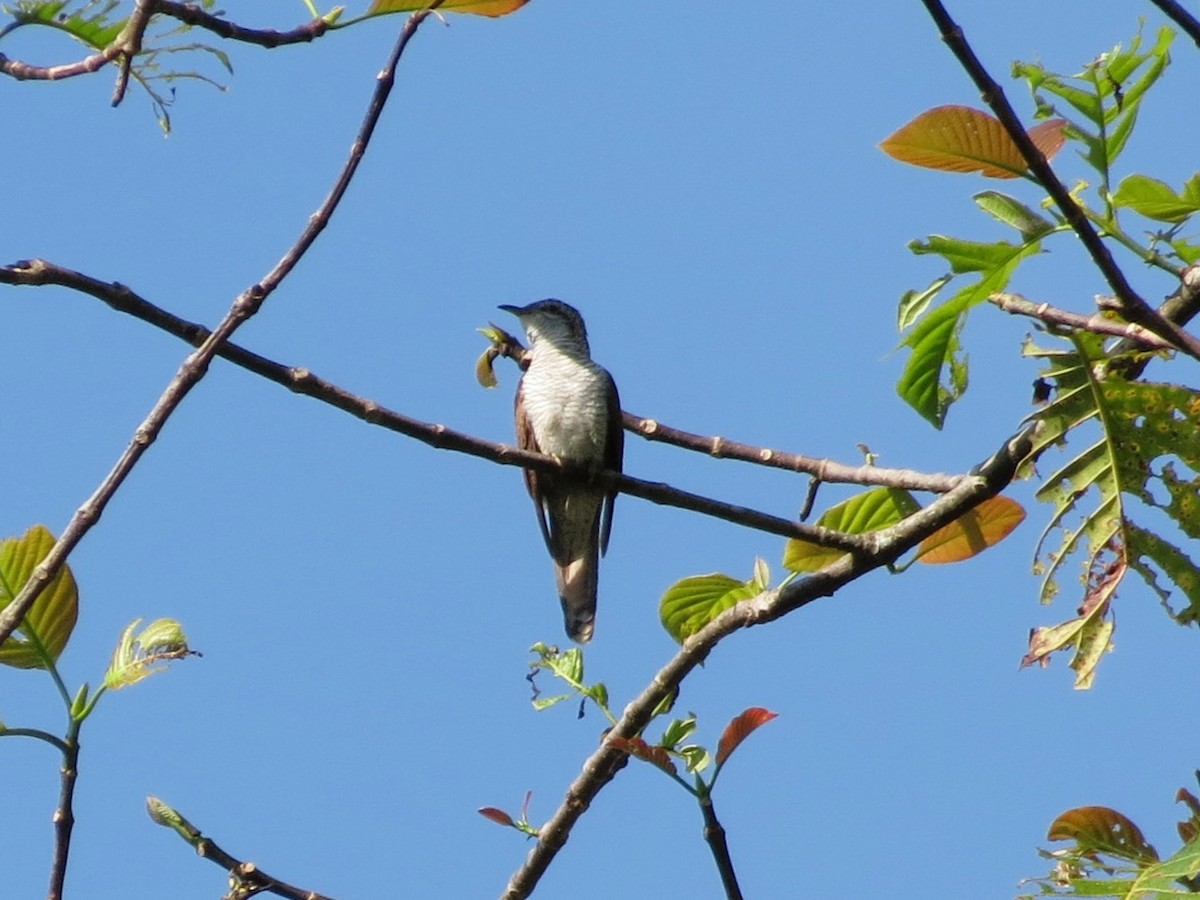 Banded Bay Cuckoo - ML640401759
