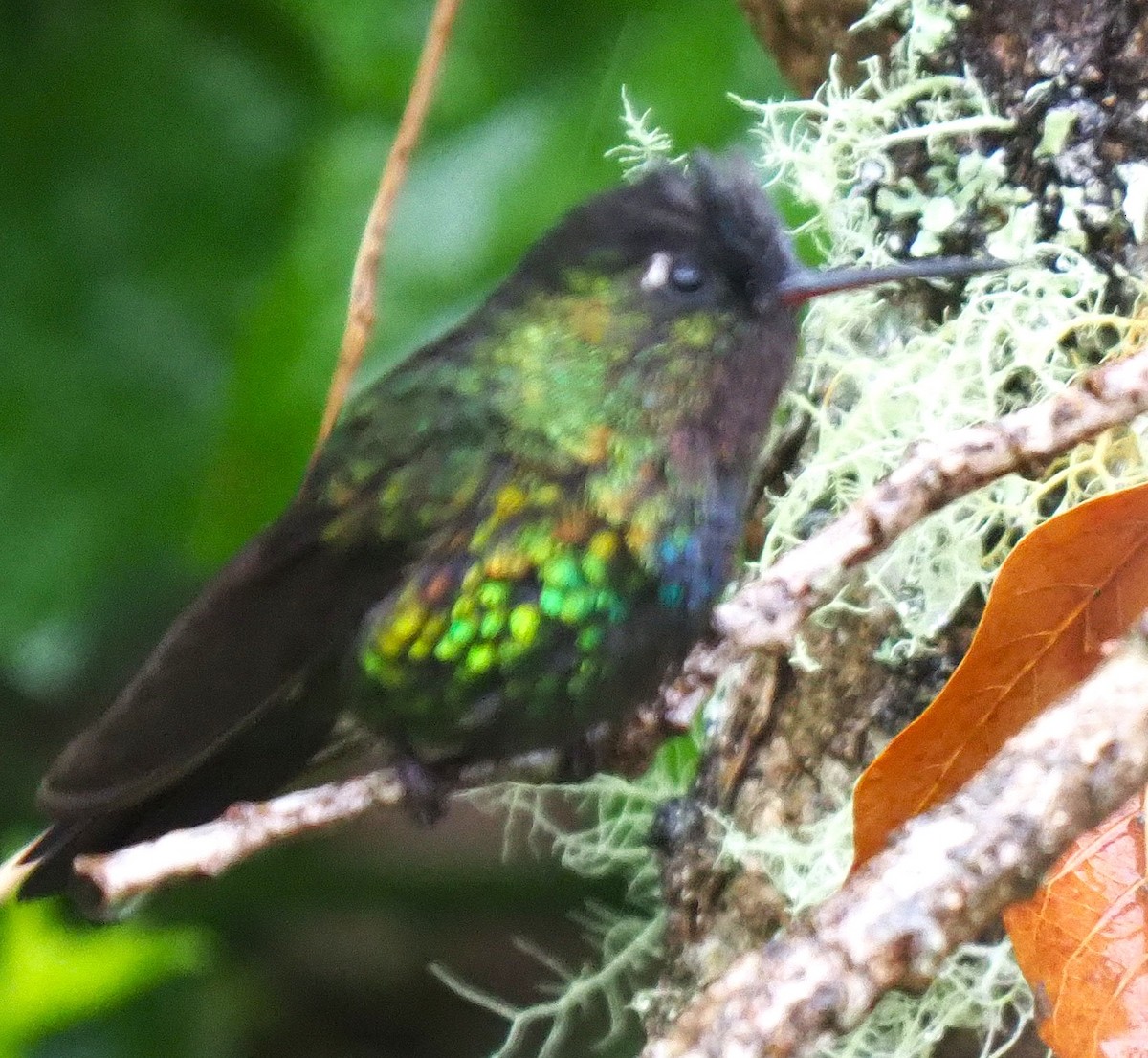 Fiery-throated Hummingbird - ML640401760