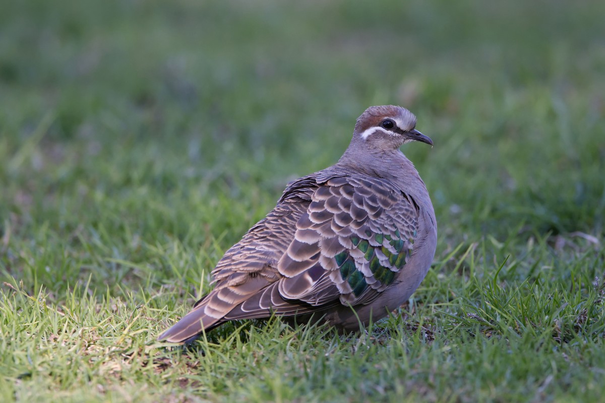 Common Bronzewing - ML640401762