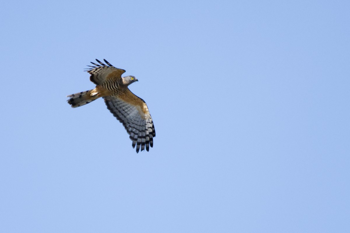 Pacific Baza - ML640401764