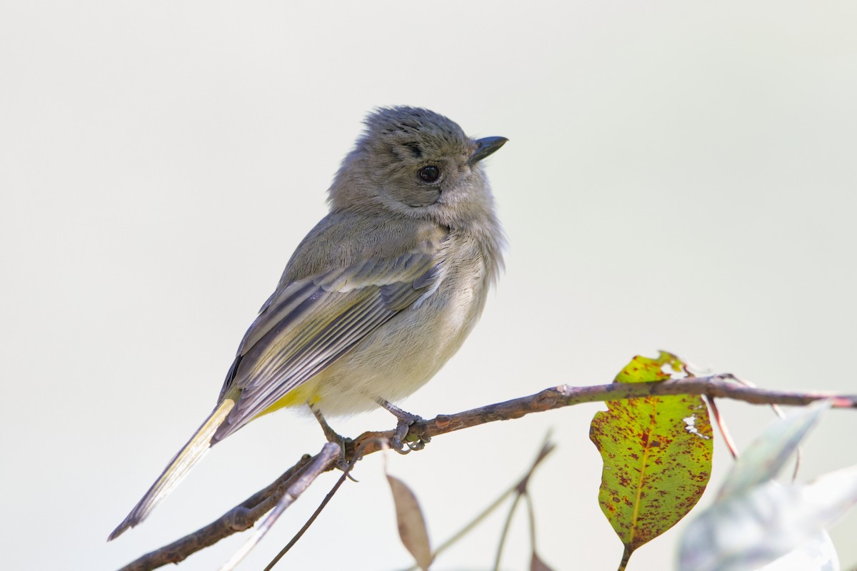 Golden Whistler (Eastern) - ML640401766
