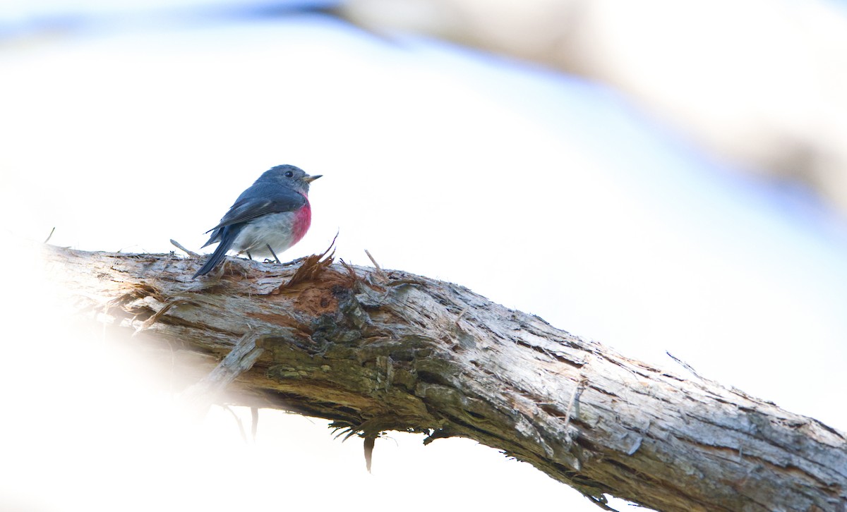 Rose Robin - ML640401768