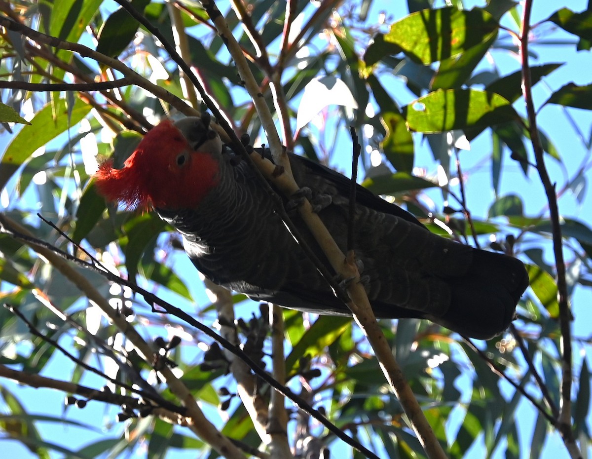 Gang-gang Cockatoo - ML640401769