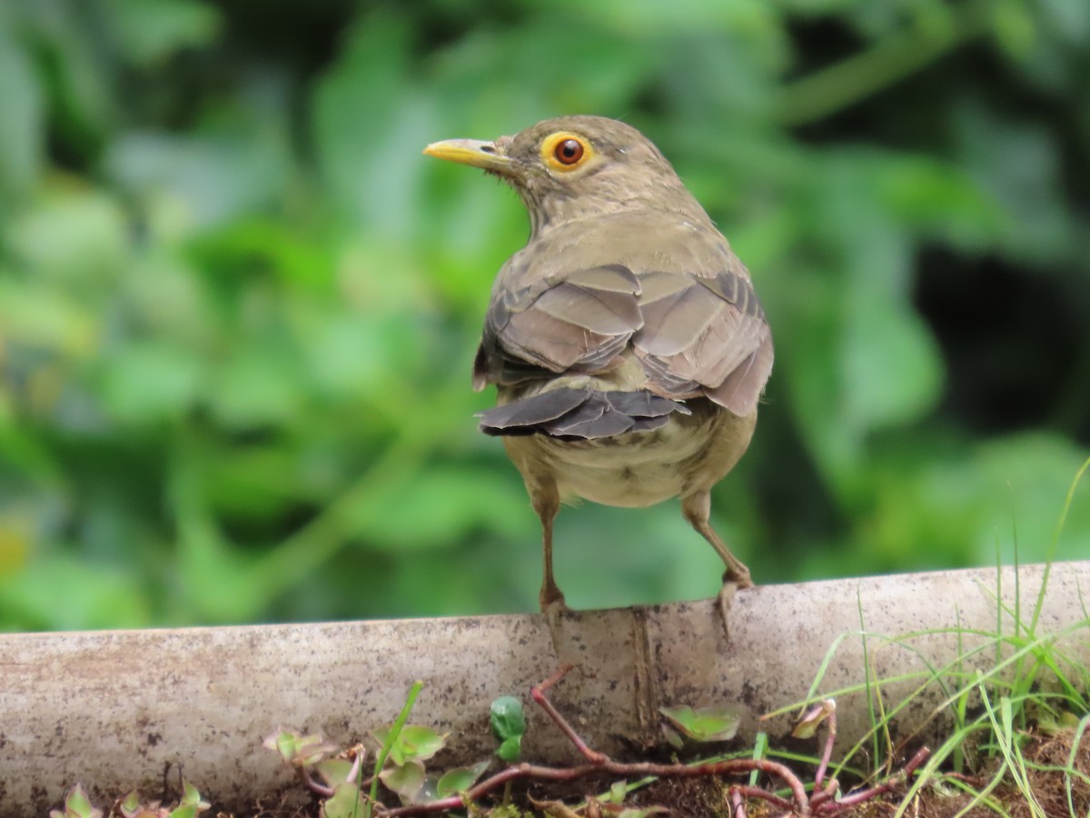 Spectacled Thrush - ML640401772