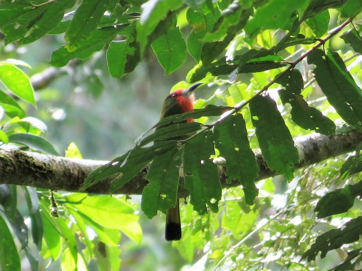 Red-bearded Bee-eater - ML640401773