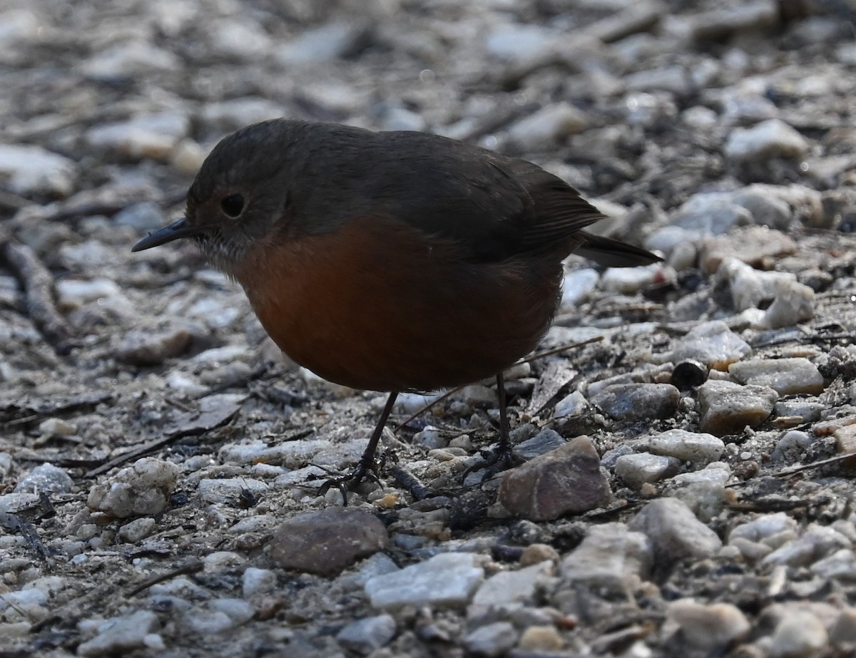 Rockwarbler - ML640401774